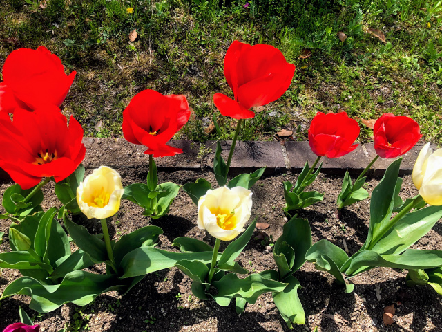 f:id:fabifuten:20190508100110j:plain