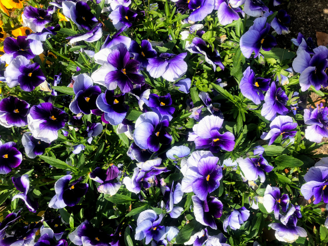 f:id:fabifuten:20190508100112j:plain