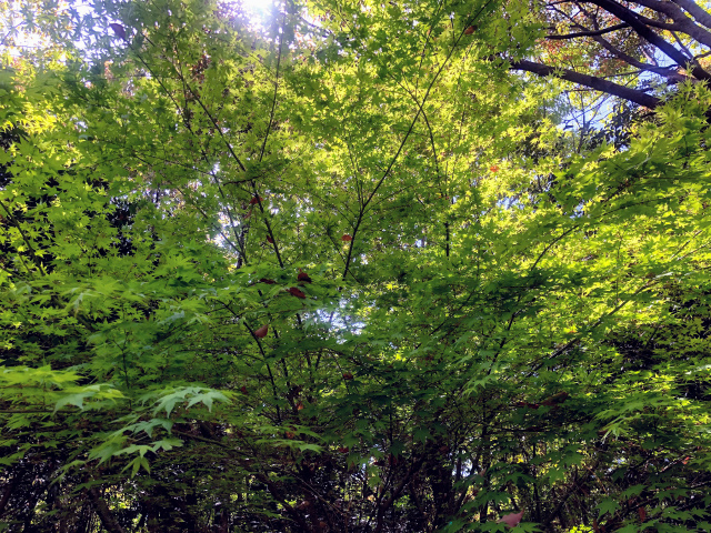 f:id:fabifuten:20190508100115j:plain