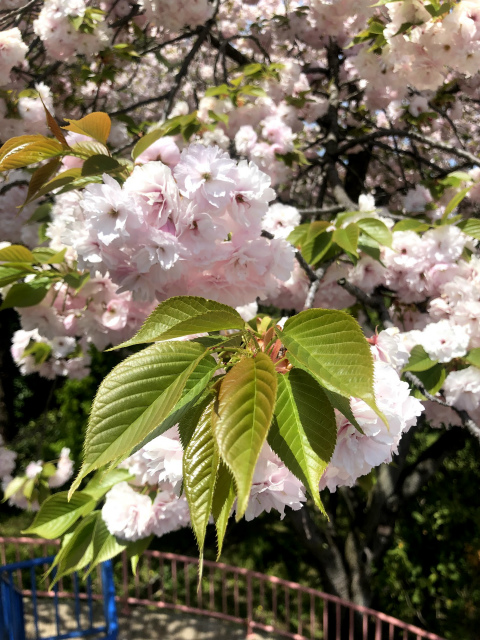 f:id:fabifuten:20190508100131j:plain