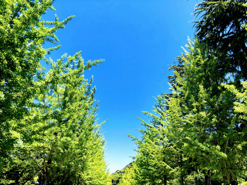 f:id:fabifuten:20190509112218j:plain