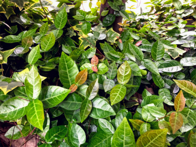 f:id:fabifuten:20190518113442j:plain