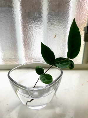 f:id:fabifuten:20190518113459j:plain
