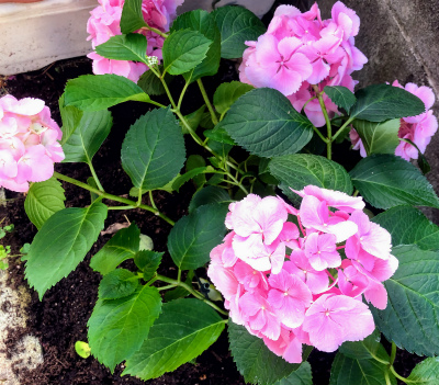 f:id:fabifuten:20190519105113j:plain f:id:fabifuten:20190519105113j:plain