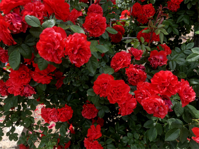 f:id:fabifuten:20190602075845j:plain