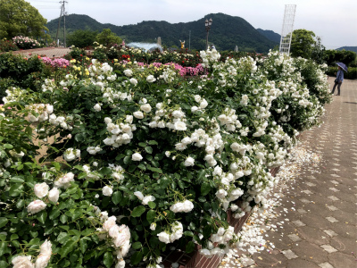 f:id:fabifuten:20190602075851j:plain