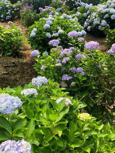 f:id:fabifuten:20190623102801j:plain f:id:fabifuten:20190623102801j:plain