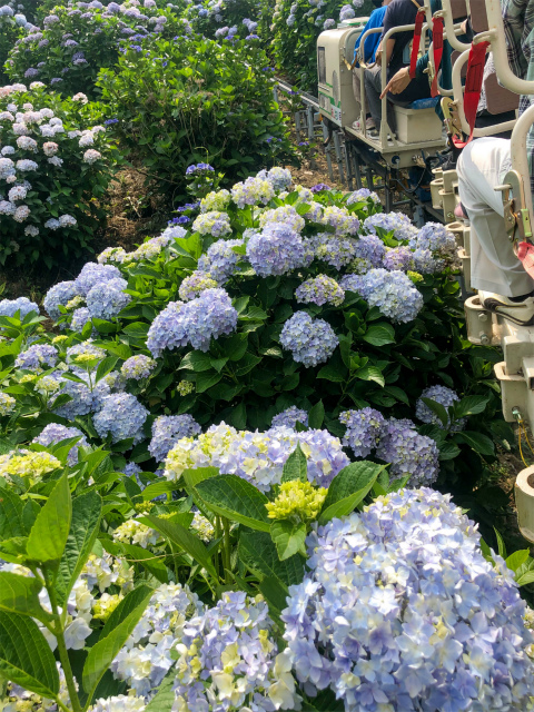 f:id:fabifuten:20190623102805j:plain f:id:fabifuten:20190623102805j:plain