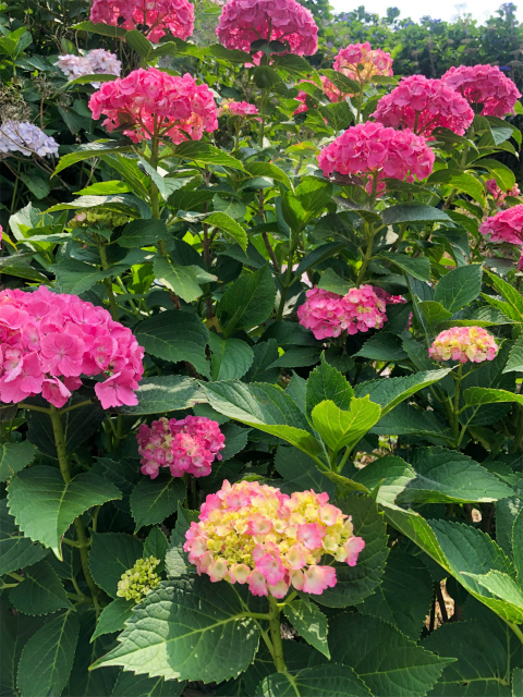 f:id:fabifuten:20190623102816j:plain f:id:fabifuten:20190623102816j:plain