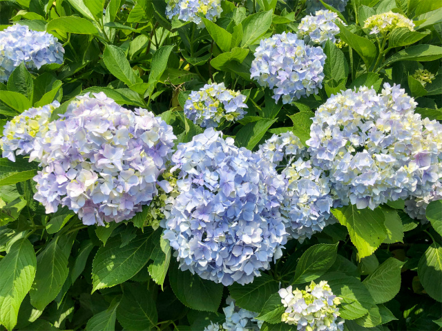 f:id:fabifuten:20190623102824j:plain f:id:fabifuten:20190623102824j:plain