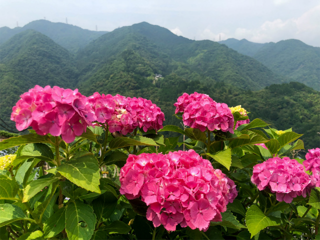 f:id:fabifuten:20190623102828j:plain f:id:fabifuten:20190623102828j:plain