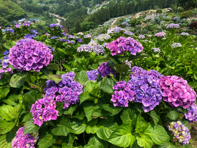 f:id:fabifuten:20190623102837j:plain f:id:fabifuten:20190623102837j:plain