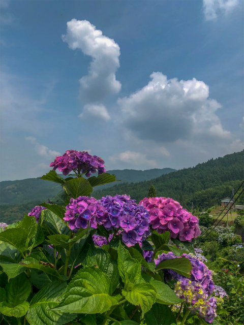 f:id:fabifuten:20190623102843j:plain f:id:fabifuten:20190623102843j:plain