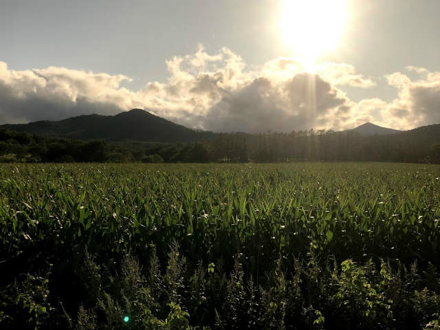 f:id:fabifuten:20190827062651j:plain