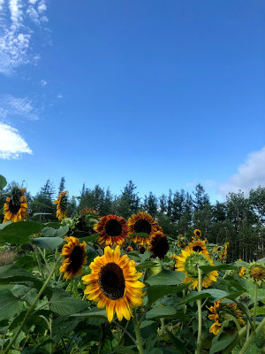 f:id:fabifuten:20190828100345j:plain f:id:fabifuten:20190828100345j:plain