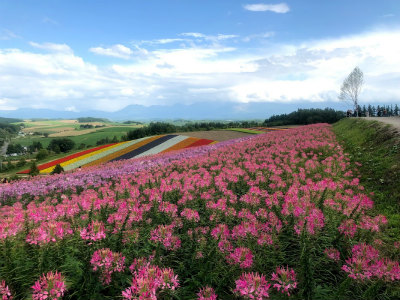f:id:fabifuten:20190901070951j:plain