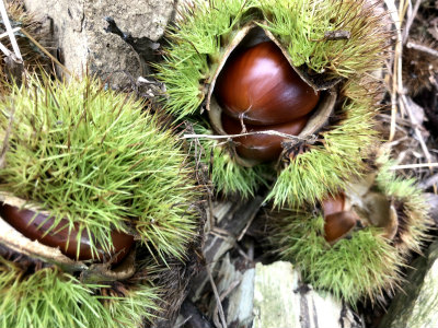 f:id:fabifuten:20190929212505j:plain