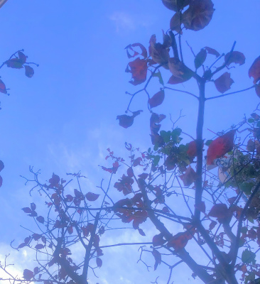 f:id:fabifuten:20191029074150j:plain