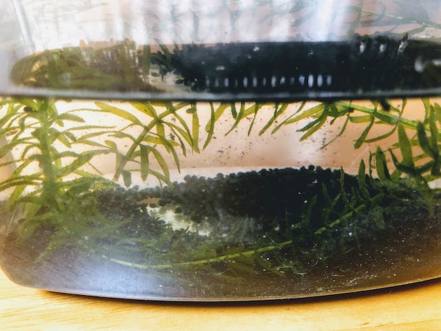 f:id:fabifuten:20200822072505j:plain f:id:fabifuten:20200822072505j:plain