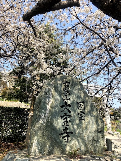 国宝 大宝寺の乳母桜が満開を迎えました 四国の名所 Do You Know Shikoku Island