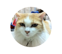 f:id:fabifuten:20210709071645p:plain