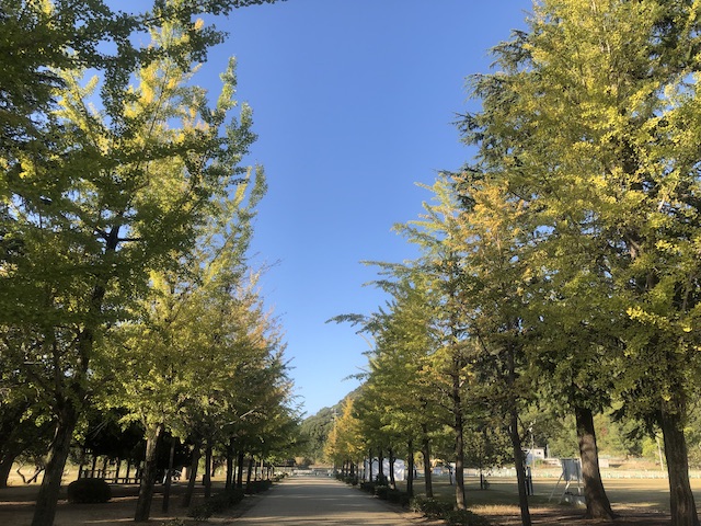 松山城山公園の銀杏