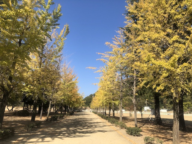松山城山公園の銀杏並木
