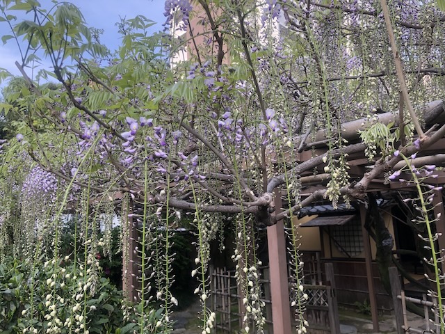 萩の花