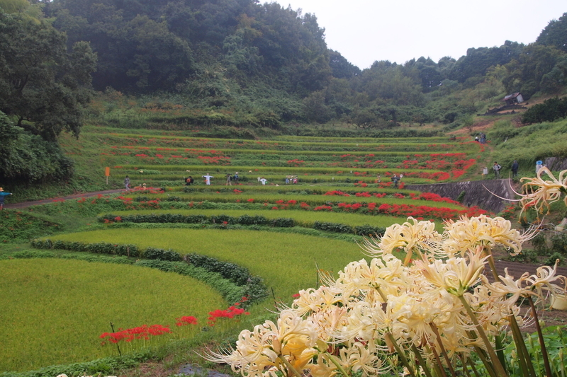 明日香村の稲渕の棚田と 九品寺と 千早赤阪村の下赤阪の棚田で彼岸花巡り 中途半端な旅の記録とみのまわり
