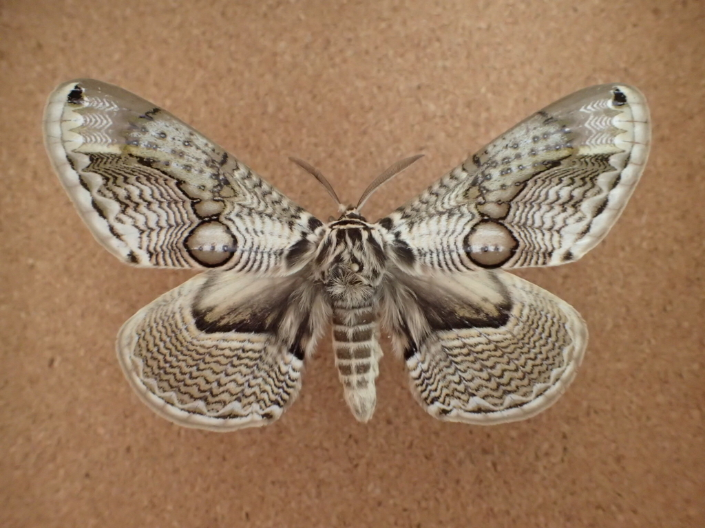 トビモンオオエダシャク 虫のあれこれ 時々書評