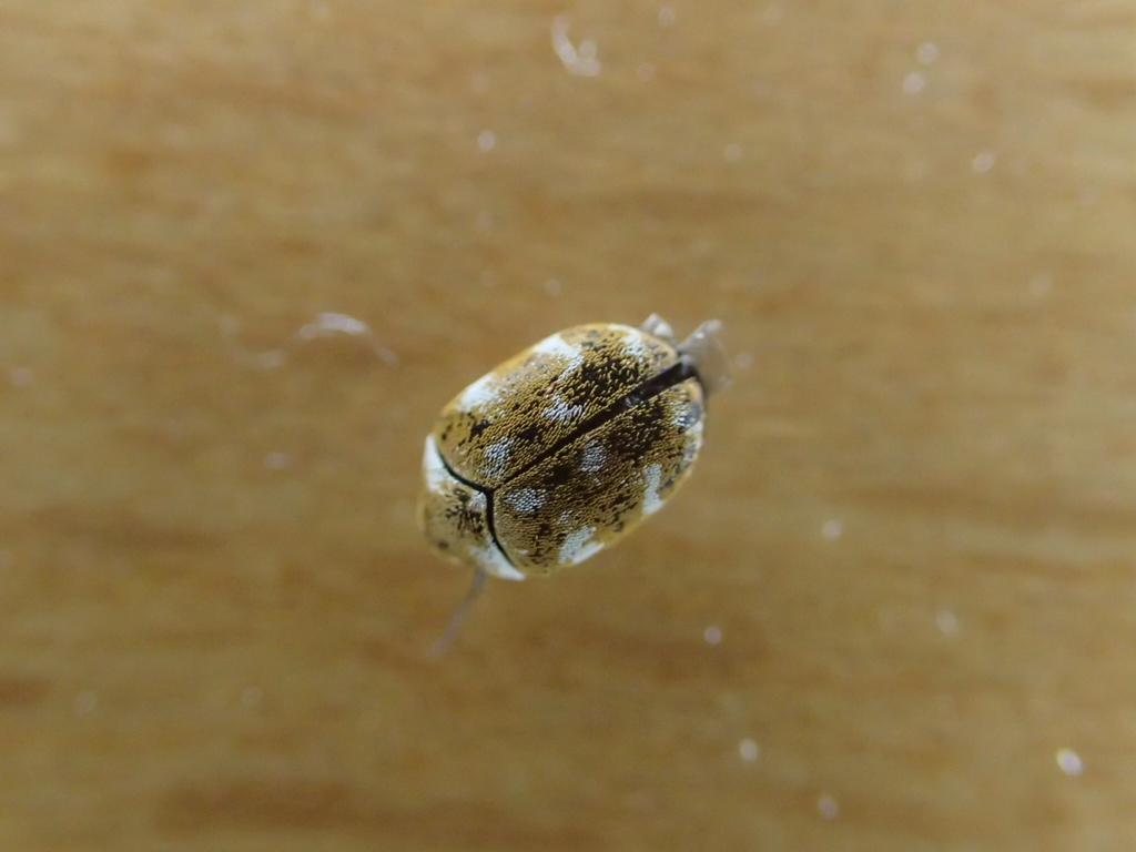 f:id:fabreimomushi:20180421092626j:plain f:id:fabreimomushi:20180421092626j:plain