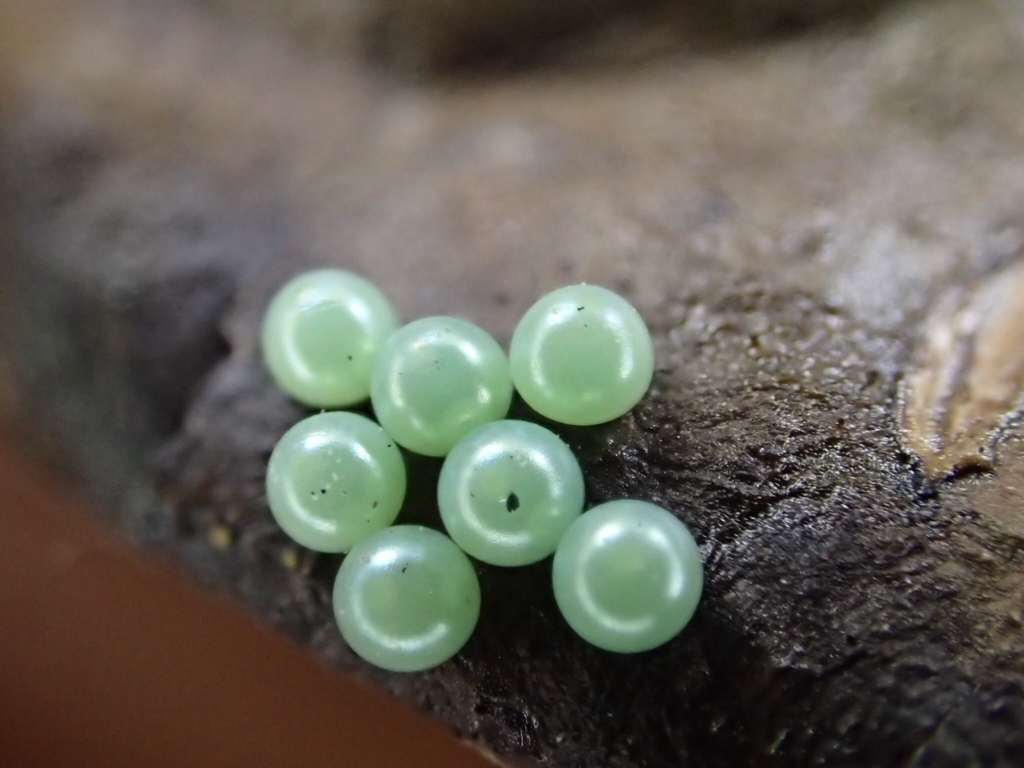 f:id:fabreimomushi:20180423182216j:plain f:id:fabreimomushi:20180423182216j:plain