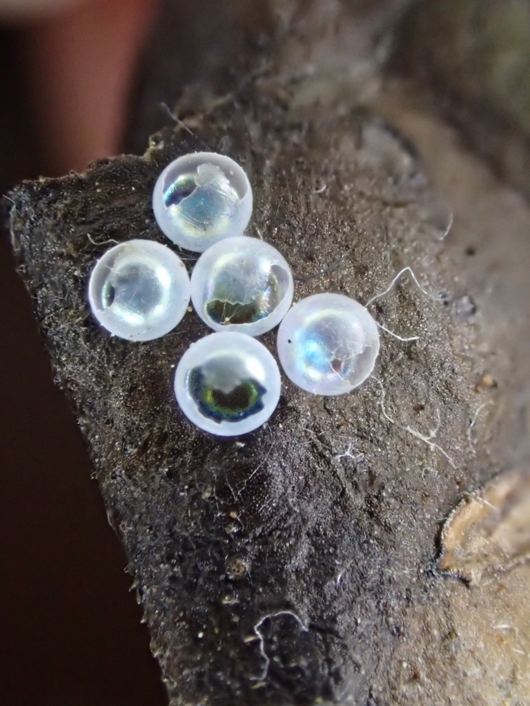 f:id:fabreimomushi:20180423182253j:plain f:id:fabreimomushi:20180423182253j:plain