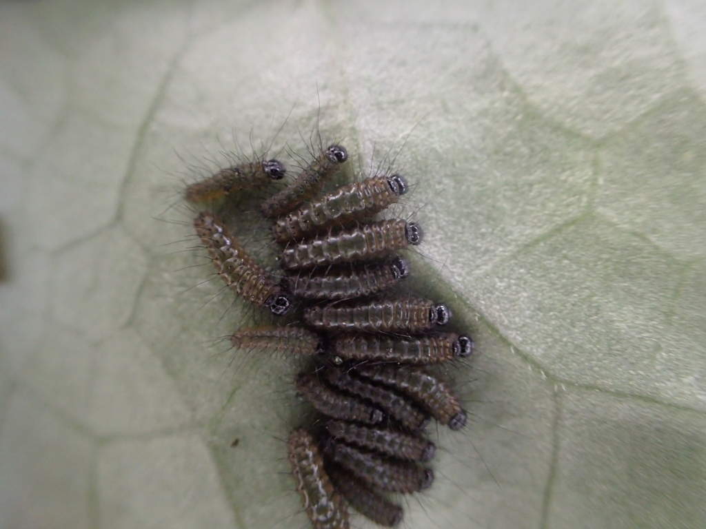 f:id:fabreimomushi:20180423192246j:plain f:id:fabreimomushi:20180423192246j:plain