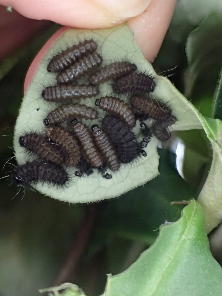 f:id:fabreimomushi:20180423192546j:plain f:id:fabreimomushi:20180423192546j:plain