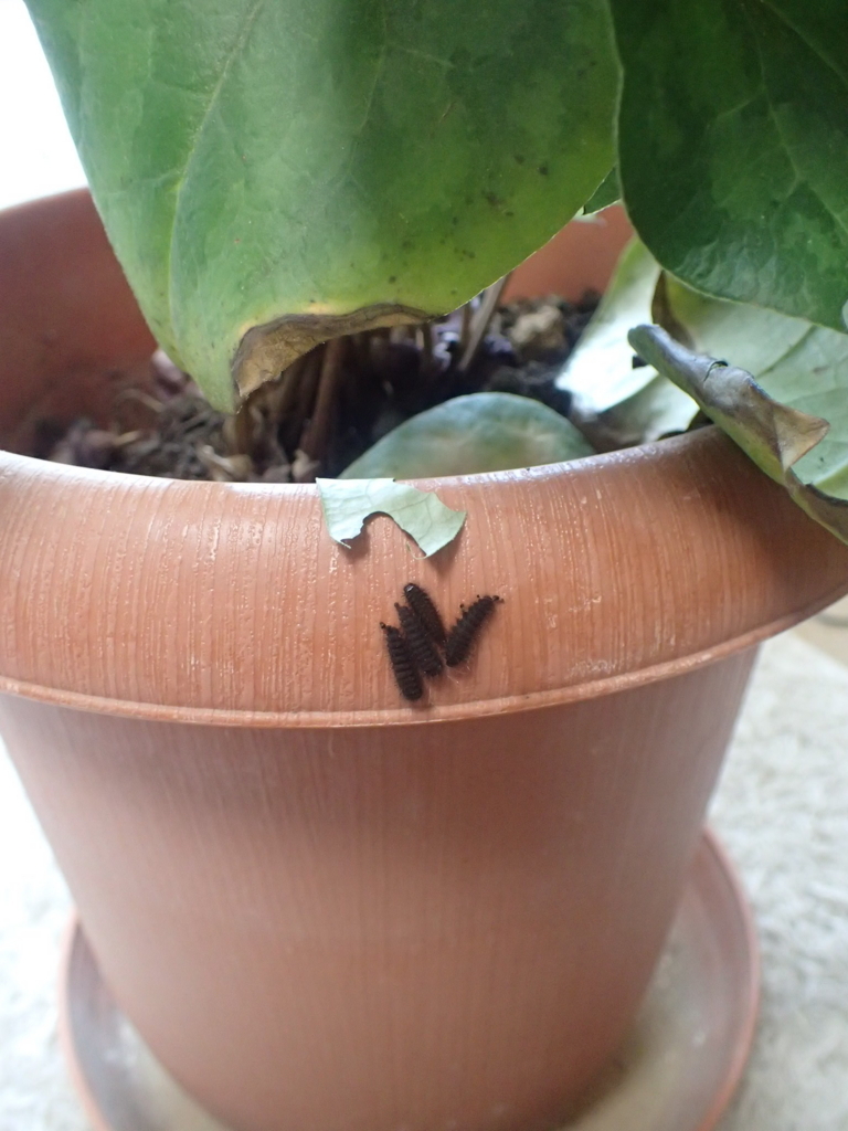 f:id:fabreimomushi:20180423193016j:plain f:id:fabreimomushi:20180423193016j:plain