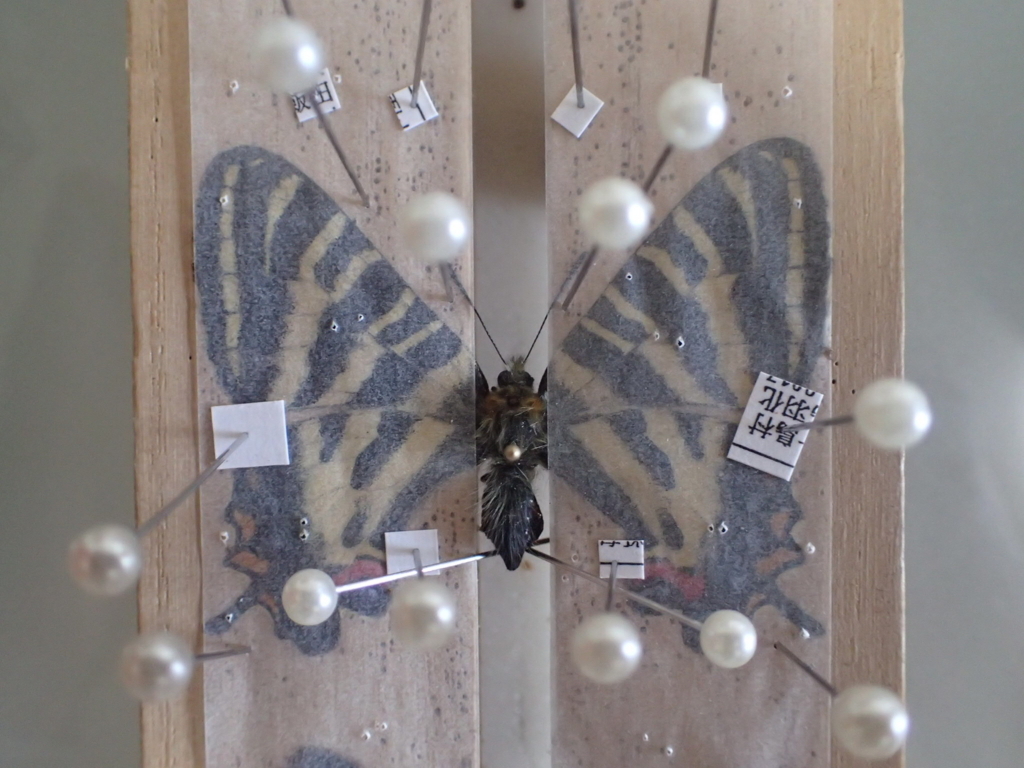 韓国ヒメギフチョウ（ペア、飼育品） ギフチョウ 飼育 - 虫のあれこれ