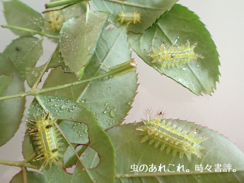 ヒロヘリアオイラガ 虫のあれこれ 時々書評 ヒロヘリアオイラガ 虫のあれこれ 時々書評