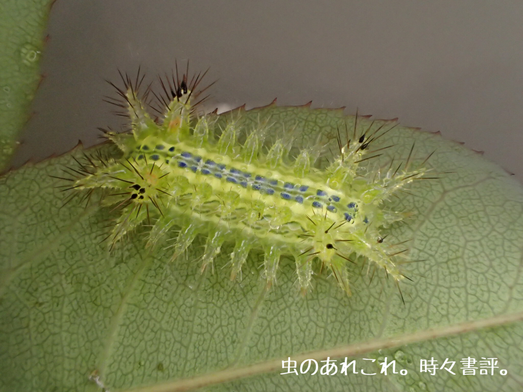 ヒロヘリアオイラガ 虫のあれこれ 時々書評 ヒロヘリアオイラガ 虫のあれこれ 時々書評