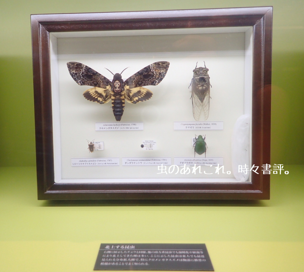 蝶の標本デス！ 東大昆虫展 -珠玉の昆虫標本- - 虫のあれこれ