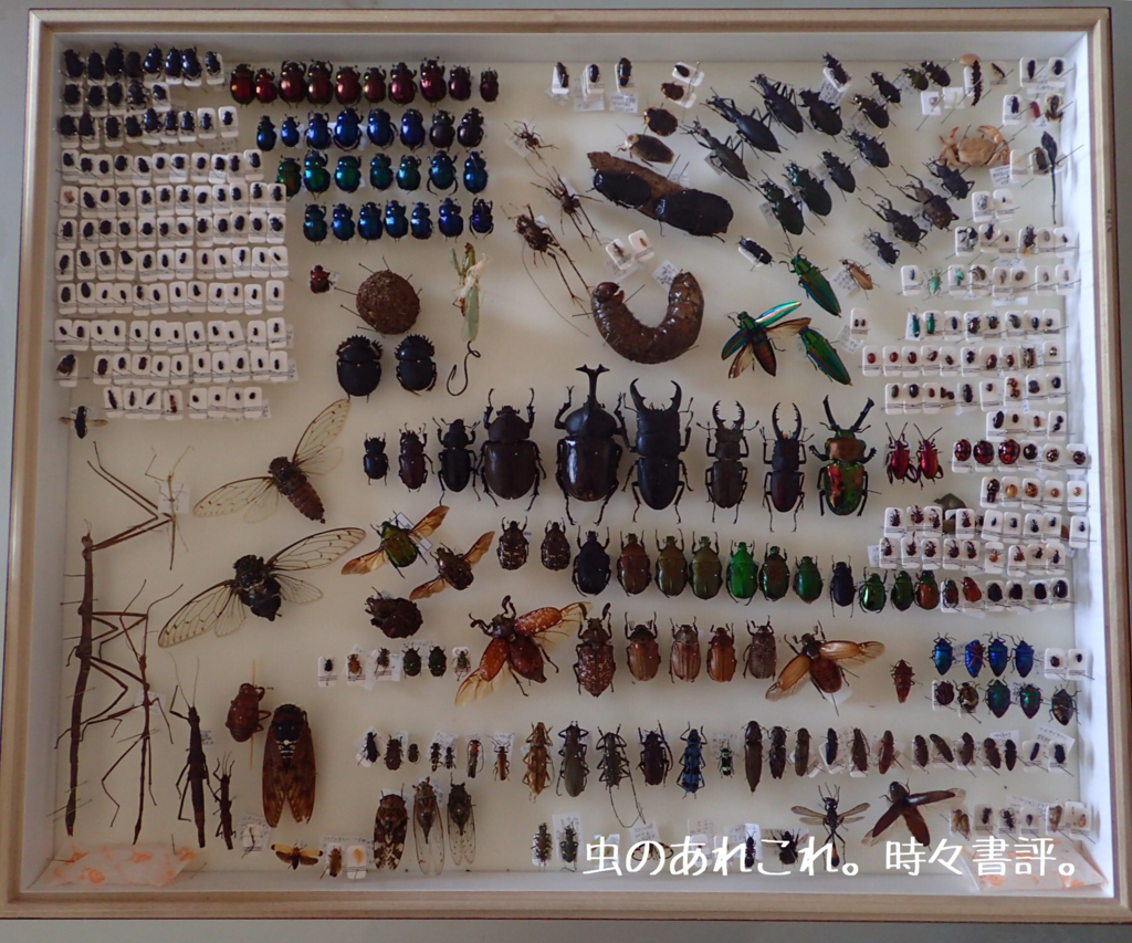 昆虫標本まとめ売り