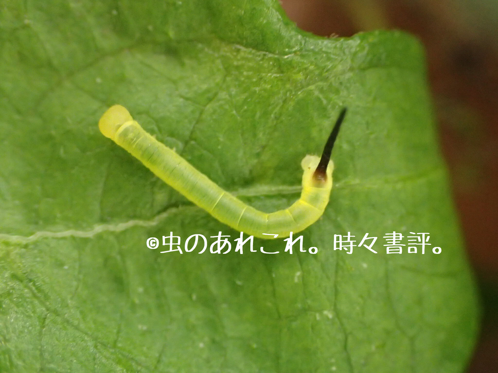 ホシホウジャク 飼育 虫のあれこれ 時々書評