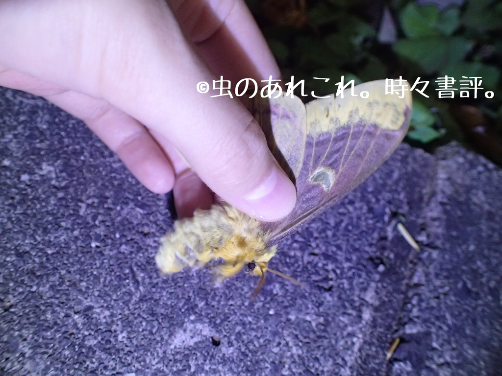 クロウスタビガ 採集 虫のあれこれ 時々書評
