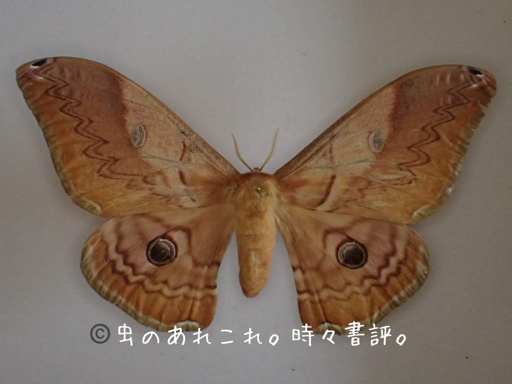 昆虫用品 超美品！珍しい卵持ち アポロヤママユ 蛾 標本