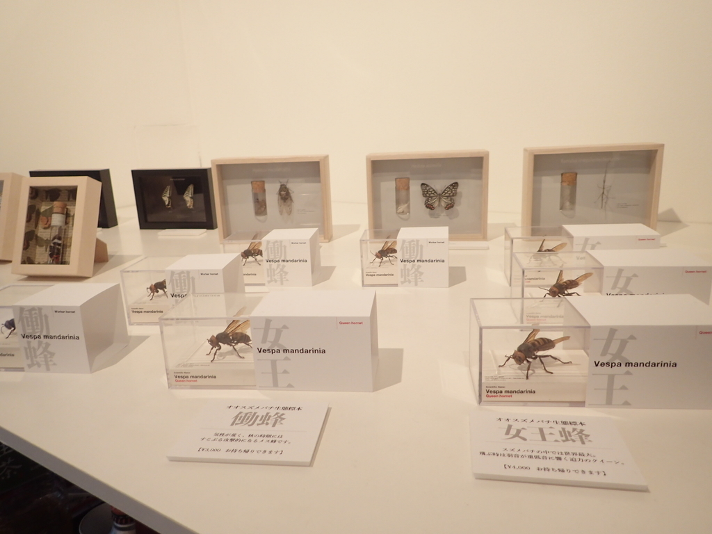 虫と箱』 昆虫標本デザイン展 - 虫のあれこれ。時々書評。