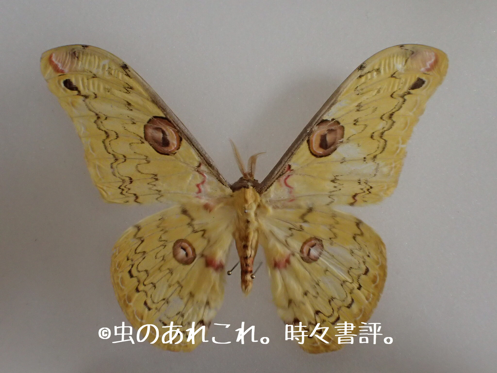 ハグルマヤママユ 羽化 - 虫のあれこれ。時々書評。