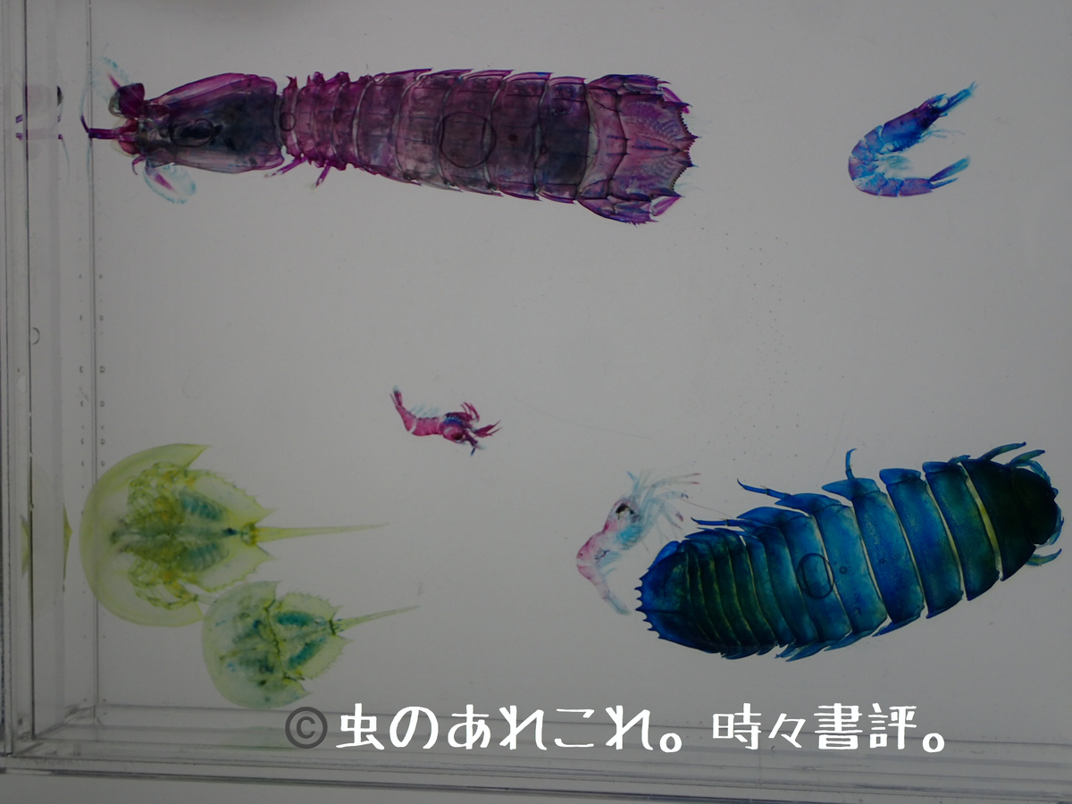 透明標本から学ぶ生き物の世界 ワークショップ 虫のあれこれ 時々書評