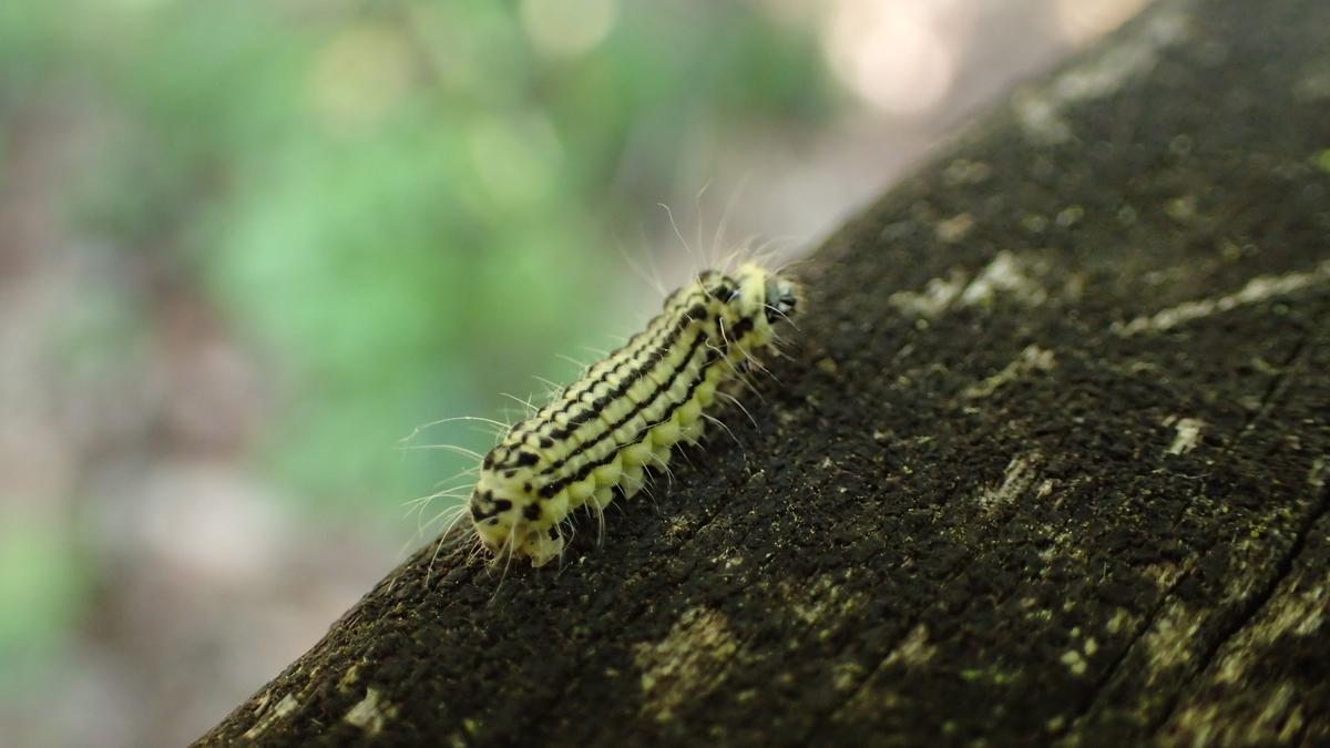 イモムシ ケムシの季節到来 虫のあれこれ 時々書評