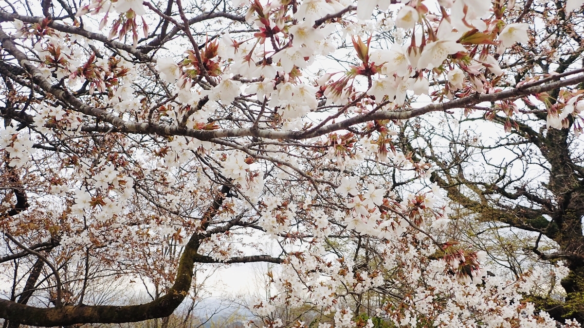 f:id:fabreimomushi:20210410183335j:plain