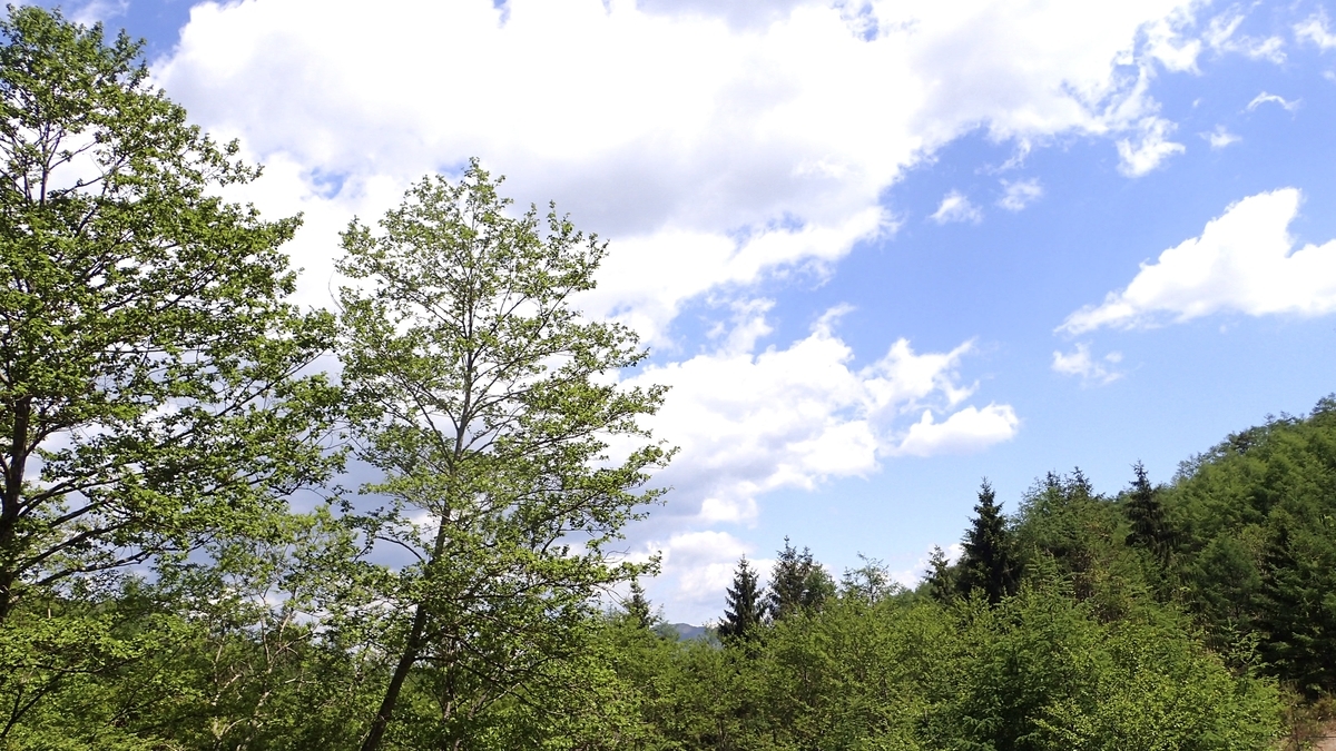 f:id:fabreimomushi:20210604124911j:plain
